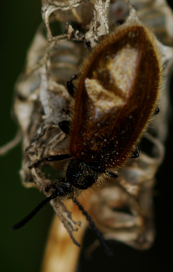 Tenebrionidae Alleculinae del genere Lagria